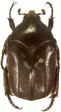 Allorhina scabriuscula.jpg